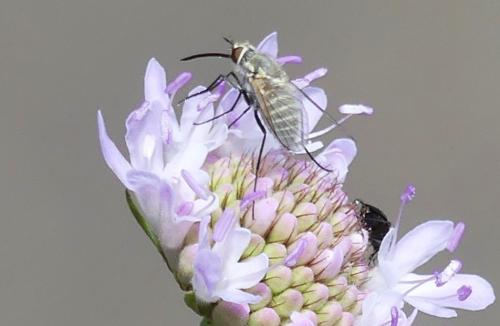 Phthiria vagans
